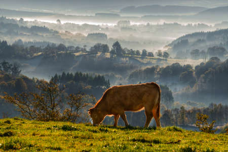 Galician blonde veal grazing in a meadow in AbadÃ­n, Lugo, Galiciaの写真素材