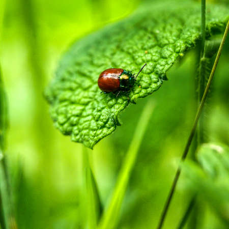 A brown beattle on a green leafの写真素材