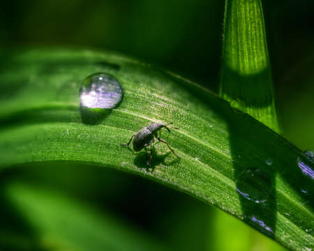 Tiny beetle on a blade of green grass next to a morning dew drop