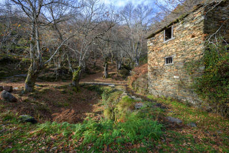 Old Stone Building to Dry and Store Chestnuts next to a Chestnut Forest Trees in Courel Mountains...