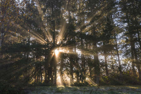 Morning sunbeams sifted by the mist between the trunks of a pine forest, in Galiciaの写真素材