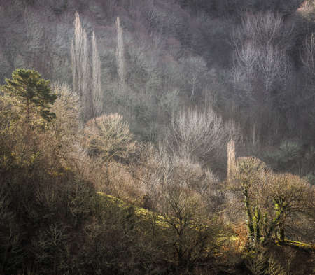 Valley covered with forests illuminated by the weak winter light, in Courel, Galicia