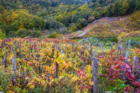 Vineyards and native forests in the Ribeira Sacra de Chantada, Galiciaの写真素材