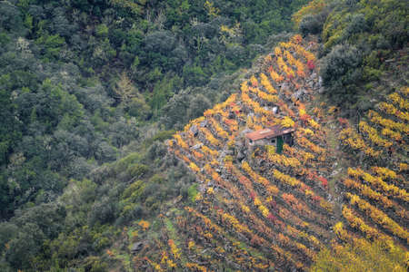 Agricultural booth in the middle of an Autumn Vineyard in the Ribeira Sacra of Galiciaの写真素材