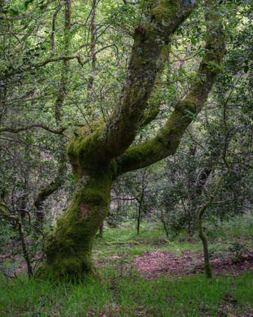 Imposing centennial oak tree covered with moss in a forest in Xistral Galiciaの写真素材