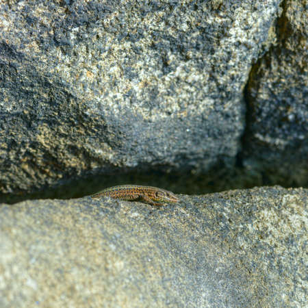 Small common Iberian lizard in a crevice between the rocks