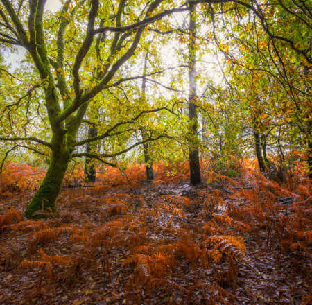 Delightful Light Filtered Through the Foliage of Mossy Autumn Oak Trees in a Forest with Ground Covered in Red Fernsの写真素材