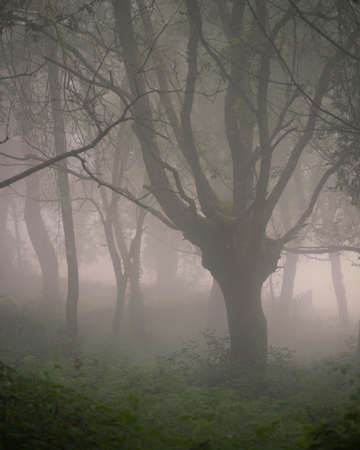 Majestic oak tree between dense fog in a forest near Portomarin Galicia