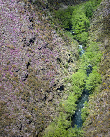 A river with green willows on its banks runs under a slope covered with purple heather, in the Courel Mountain Range, Folgoso, Galiciaの写真素材