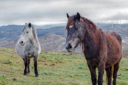 Two wild horses, one clear and one dark, in the mountains of Xistral, AbadÃ­n, Lugo, Galiciaの写真素材