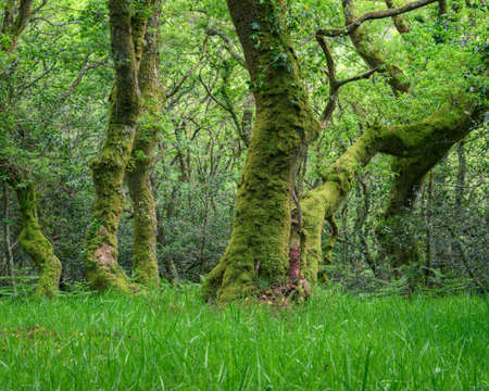 Mighty Twisted Oak Covers and Moss Covered in the Xistral Forestの写真素材