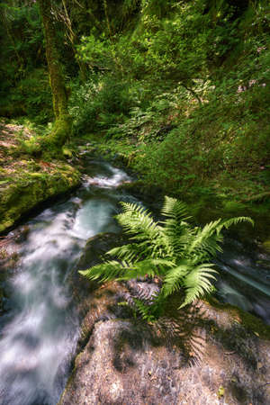 Lush Fern next to a Rushing Water Stream between Centenary Oaksの写真素材