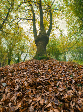 Majestic centenary chestnut tree, in the forests of Courel, Galiciaの写真素材