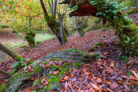 Moss and Ferns cover Trees and fallen Trunks in the centuries-old native Galician forestsの写真素材