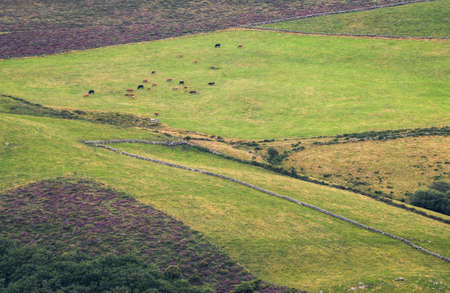 Herd of Cows grazing in Green Meadows delimited by Stone Walls of Dry Board in Xistral