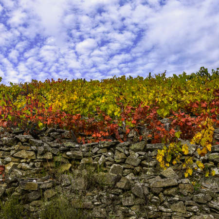 Terraced vineyards with dry stone walls, in the ribeira Sacra, Galicia, Galiciaの写真素材