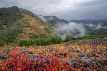 Reddish Colors in the Vineyards and Gray Clouds in the Autumn of the Ribeira Sacra in Galicia