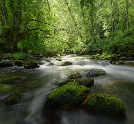 Mossy rocks and ancient trees around the river, in Cervantes, Galicia