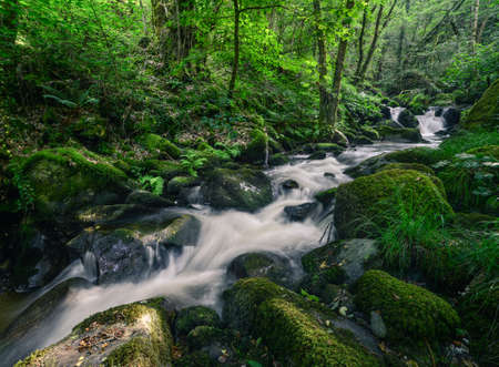 Rushing water stumble across mossy Stones and Fernas