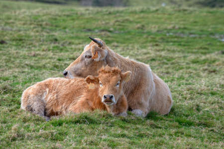 A cow and its calf lying in the grass, in the Xistral mountain range, AbadÃ­n, Lugo, Galicia