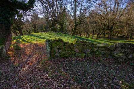 Old stone wall in an oak forest, in LÃ¡ncara, Lugo, Galiciaの写真素材