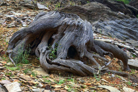 Tortuous roots in the remains of an ancient dead treeの写真素材