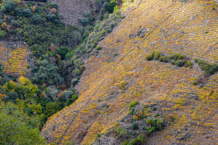 Spectacular yellow tones during autumn in the terraced vineyards