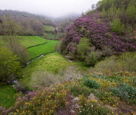 Purple heather in full bloom over the green valleys and deciduous forests of the Courel mountain...