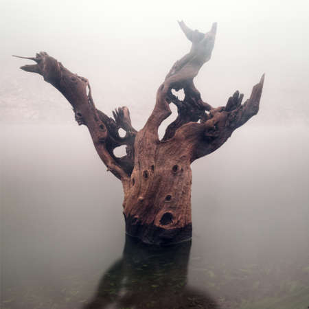 An old dead tree seems to drown in the waters of a reservoir, near Portomarin, Galiciaの写真素材