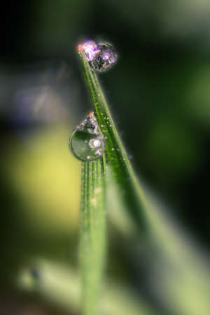 Pair of Water Drops on Green Grass glow in the morning light