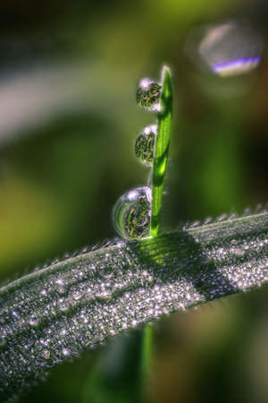 Three Dew Drops on a Green Grass Blade glow in the morning lightの写真素材