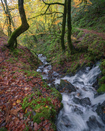 A stream runs downhill between autumnal trees on a mountain in the Courel Range Geoparkの写真素材
