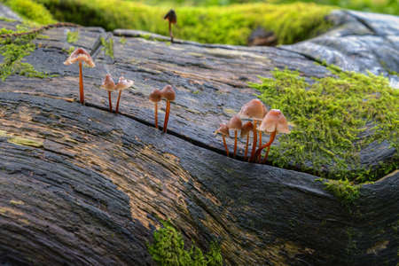 Tiny bell shaped mushrooms sprout from a slit in the wet trunk of a fallen tree in an autumnal...