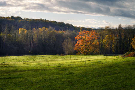 Reddish autumn foliage of an oak tree lit by the morning sun stands out in a landscape of green meadowsの写真素材