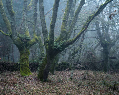Aging oak trees covered in moss and fern in ancient forests divided by stone walls in rural Galiciaの写真素材