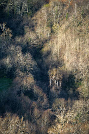 Early lights and shadows in the still leafless deciduous forests at the end of winter in Courel...