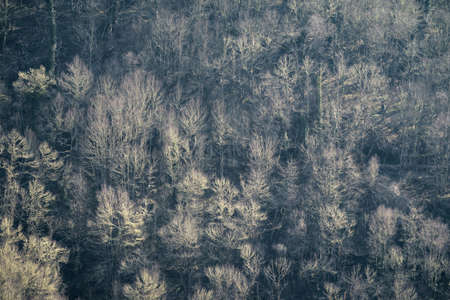 Luminous contrast caused by the bright lichen on the bare branches of an oak forest Courel Mountains...