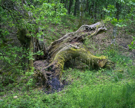Huge chestnut tree struck down by lightning lies in a forest clearing in Os Grobos Becerrea Galiciaの写真素材