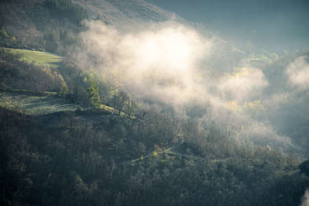 A cloud of mist brushes the treetops at dawn in Cervantes Galicia
