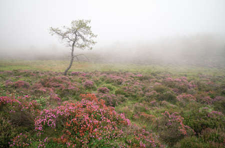 A pine surrounded by flowering heath in the mist in the Serra do Xistral Abadin Lugo Galiciaの写真素材