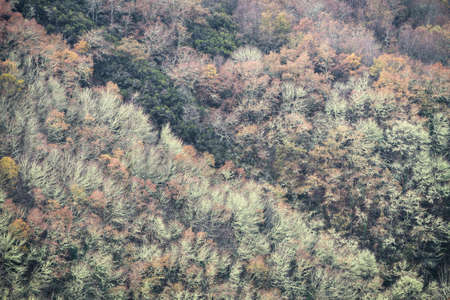 Greenish tone of the lichen that covers the branches of oak trees in winter in Courel Mountains Geopark in Galiciaの写真素材