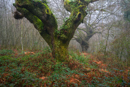 A foggy forest houses among the undergrowth ancient oaks in Lugo Galicia