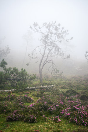 Pine trees and fallen trunks on the heath in the fog in the Xistral Range in Abadin Lugo Galiciaの写真素材
