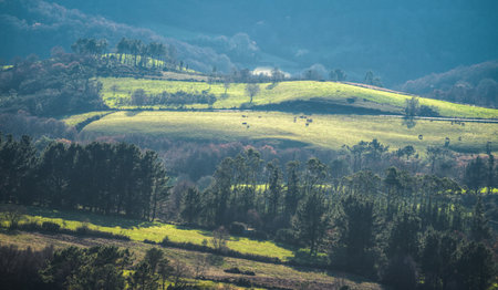 Morning light bathes the fields with herds of cows and the pine forests in the Xistral Range Abadin Lugo Galiciaの写真素材