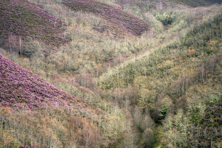 First flowering of heather among the leafless forests at the end of winter in Courel Mountains Unesco Geopark Lugo Galiciaの写真素材