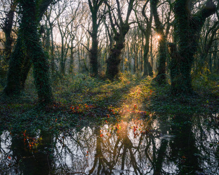 Sunstar and orange tints in the atmosphere of an old forest in Lugo Galiciaの写真素材
