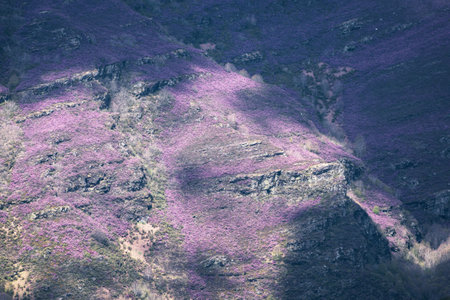 The spectacular flowering of the Erica heather covers the mountains in purple in Courel mountains Geopark in Lugo Galiciaの写真素材