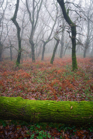 Wet and shiny moss covers a fallen log in a forest in the Courel Mountains Unesco Geopark in Lugo Galiciaの写真素材
