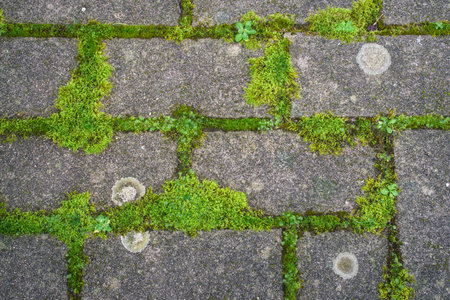 Regular pattern of green moss growing between the joints of some cobblestones near Lugo Galiciaの写真素材