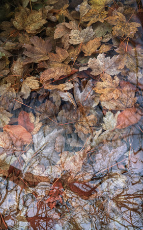 Background of arboreal reflections in a pond full of maple leaves in autumn in Lugo Galicia